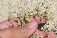 Eriogonum viridescens