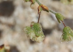 Eriogonum viridescens