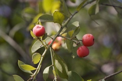 Osyris lanceolata