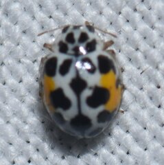Psyllobora nana