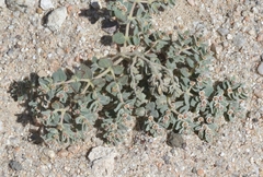 Euphorbia vallis-mortae