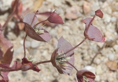Oxytheca perfoliata