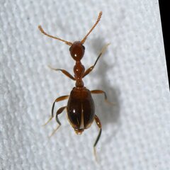 Acanthinus argentinus