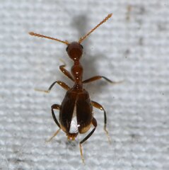 Acanthinus argentinus