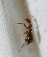 Acanthinus argentinus