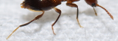 Acanthinus argentinus