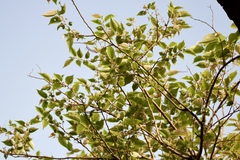 Grewia tiliifolia