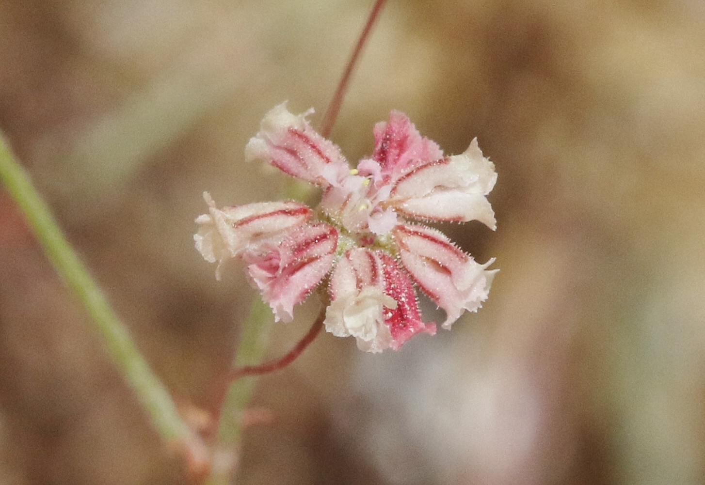 Eriogonum gracillimum