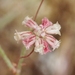 Rose and White Buckwheat - Photo (c) James Bailey, some rights reserved (CC BY-NC), uploaded by James Bailey