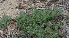 Phacelia douglasii