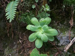 Sedum palmeri
