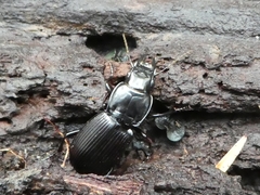 Plocamostethus planiusculus