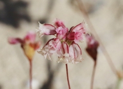 Eriogonum gracillimum