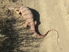 Varanus griseus caspius