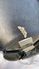 Geometridae