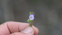 Phacelia douglasii