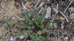 Phacelia douglasii