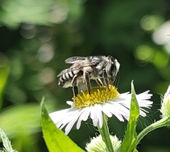 Megachile texana
