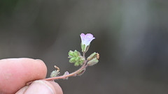 Phacelia douglasii