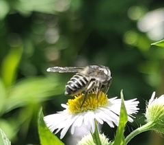 Megachile texana