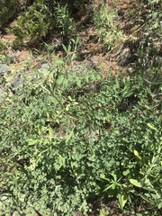 Thalictrum minus saxatile