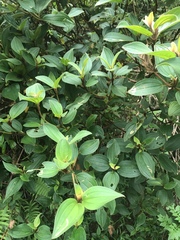 Melastoma septemnervium