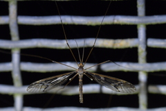 Leptotarsus binotatus