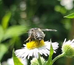 Megachile texana