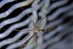 Leptotarsus binotatus