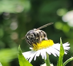 Megachile texana