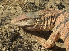 Varanus griseus caspius