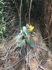 Hieracium tomentosum