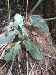 Hieracium tomentosum