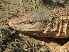 Varanus griseus caspius