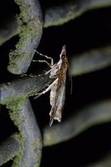 Antiscopa epicomia