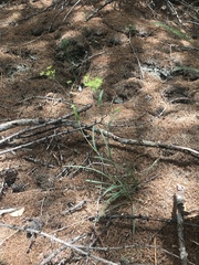 Bupleurum ranunculoides