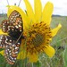 Taylor's Checkerspot - Photo (c) USFWS - Pacific Region, some rights reserved (CC BY)
