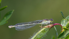 Coenagrion lunulatum