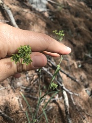 Bupleurum ranunculoides