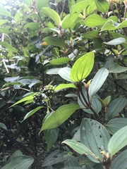 Melastoma septemnervium