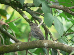 Eumyias albicaudatus