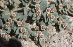Euphorbia vallis-mortae