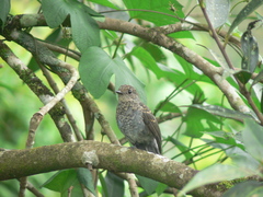 Eumyias albicaudatus