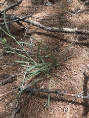 Bupleurum ranunculoides