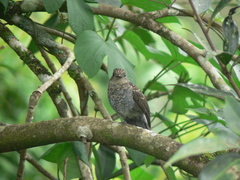 Eumyias albicaudatus