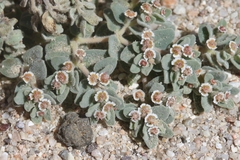 Euphorbia vallis-mortae