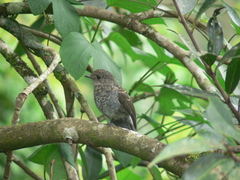 Eumyias albicaudatus