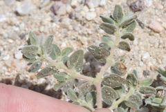 Euphorbia vallis-mortae