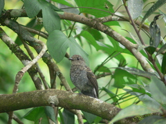 Eumyias albicaudatus