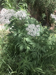 Chaerophyllum villarsii